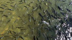 Top view of shoal of fish swirling in river