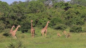 A tower of Giraffes