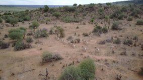 Herd of Grevy's Zebra in Kenya, East Africa. Aerial drone footage 