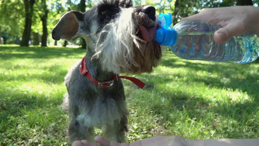 Boy giving water to his dog in the park, slow motion shot at 240fps, steadycam shot
