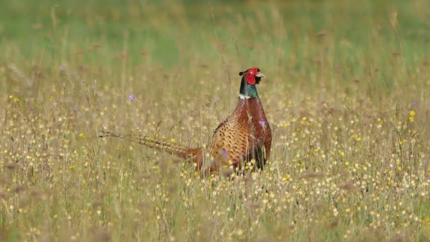 Pheasant on the meadow.