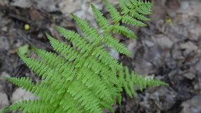 Video of fern leaves swaying in the forest. Video footage HD static camera.