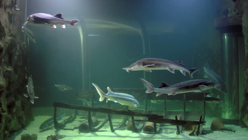 Aquarium / Sturgeon...