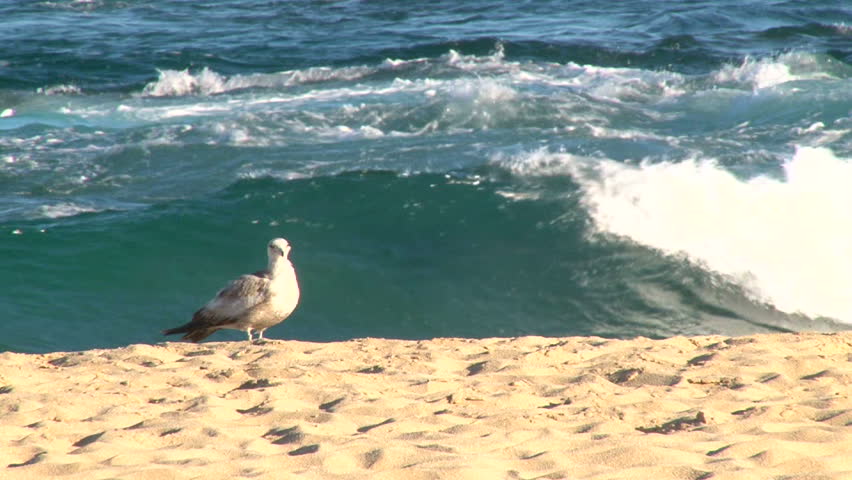 Seagull at beach with crashing waves on sandy shore.