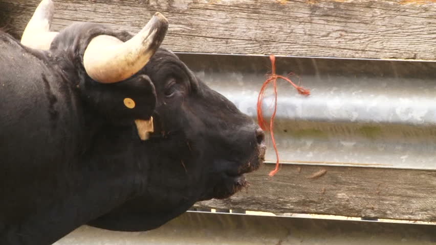 Large, angry bull at Washington State rodeo.