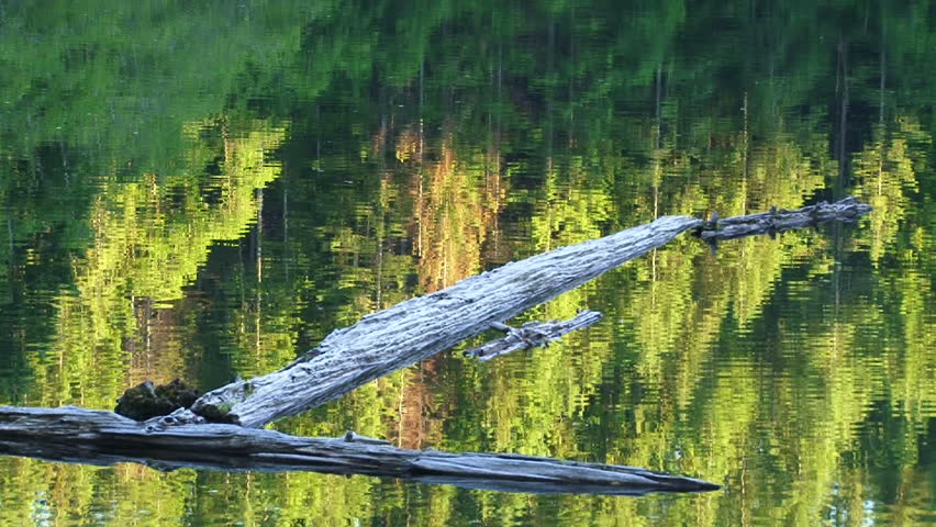 Trees reflecting in lake with driftwood floating at Oregon forest.