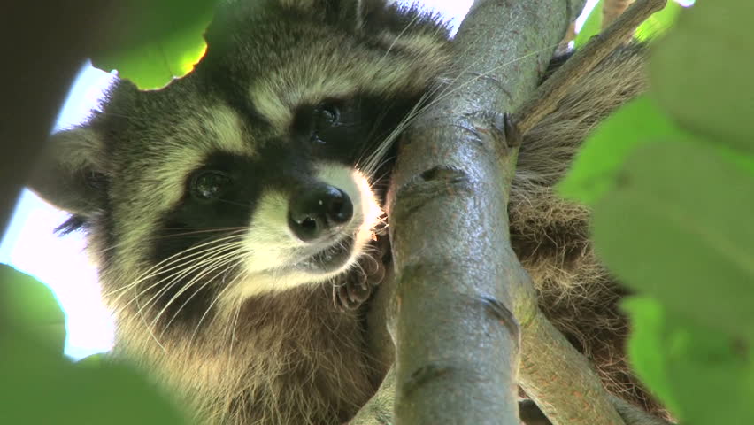 Wild North American raccoon looks at camera, high in tree, zoom out to wide