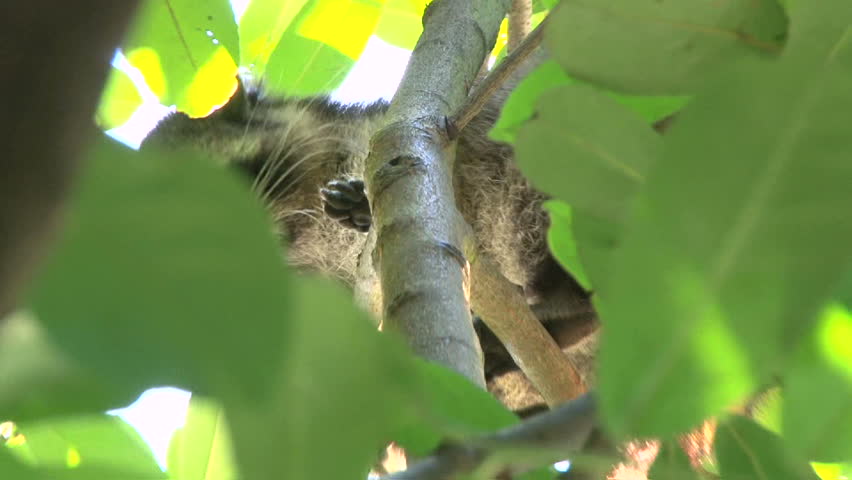 Wild North American raccoon looks at camera, high in tree, close up shot.