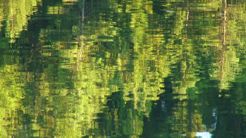 Trees reflecting in lake at Oregon forest.