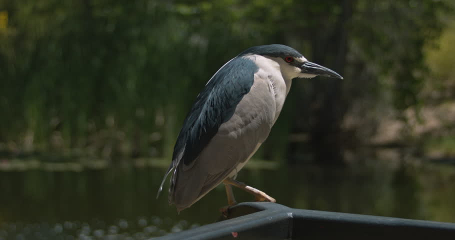 This is a shot of a Black-Crowned Night Heron Flying Away. Shot on a BMCC