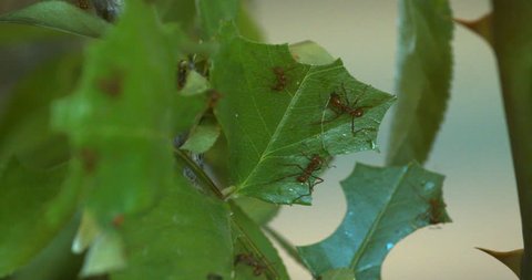 This is a video of leaf cutter ants cutting leaves on a tree. Shot on a BMCC.