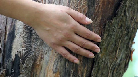 the hand stroking tree, tenderness
