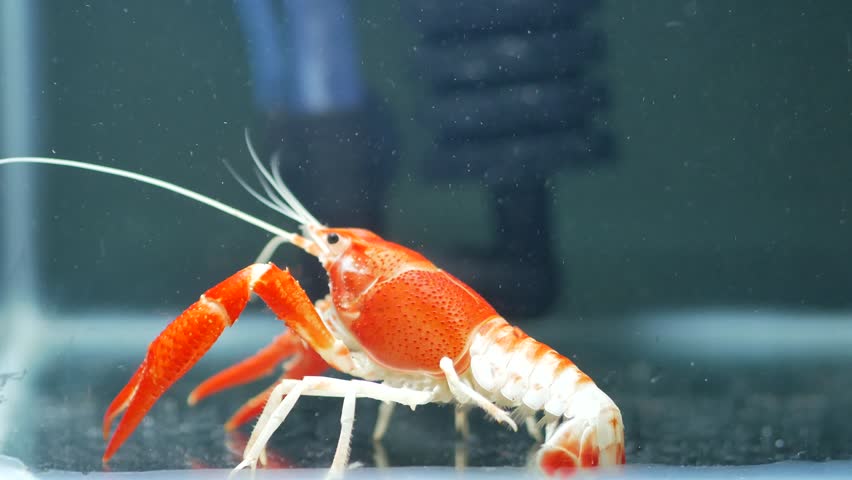 aquarium lobster