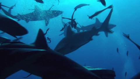 Dozens and dozens of Grey sharks and white tips tear apart 6 giant frozen tuna heads in a matter of seconds. Coral sea Australia.