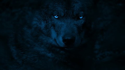 Wolf Growls With Bright Eyes In The Dark. With Sound
