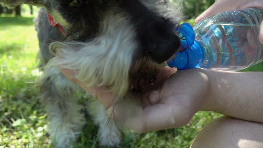 Boy giving water to his dog in the park, slow motion shot at 240fps, steadycam shot
