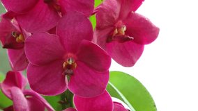 Pink Vanda Orchid (Pink Orchid, Asian Flower look like Animal and Monster Face) with Blank Space, Champasak, Laos, 01July 2017, 1080p HD Video, Footage Clip