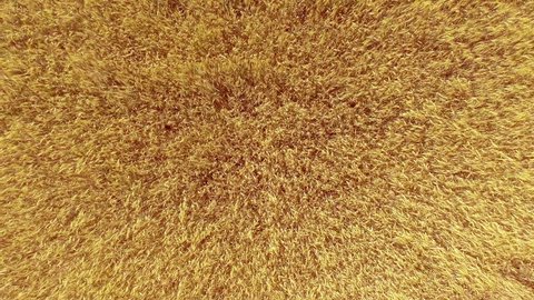 Flying over wheat field with sunlight. Aerial View. 4k