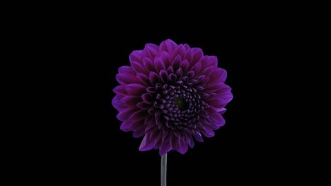 Time-lapse of blooming purple dahlia flower 5a5 in 4K PNG+ format with ALPHA transparency channel isolated on black background
