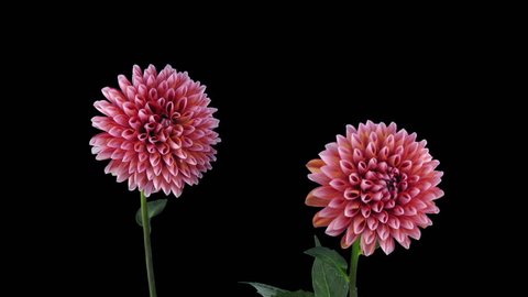 Time-lapse of opening red-white dahlia 14a3 in RGB + ALPHA matte format isolated on black background
