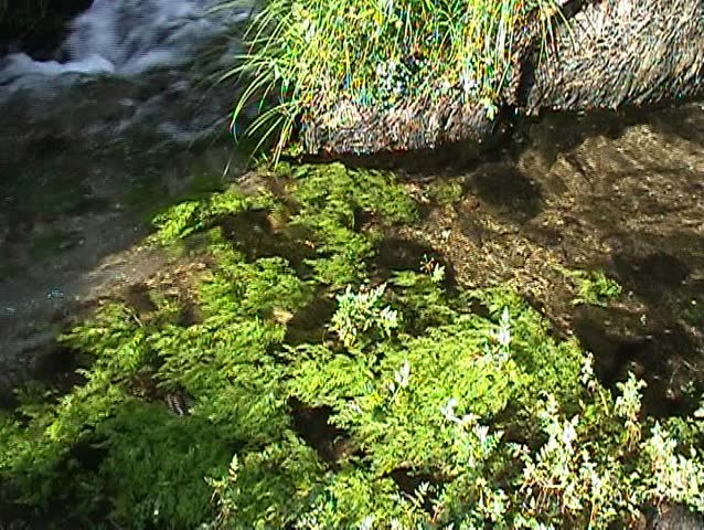 Water and grass in small river
