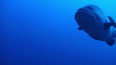 Silhouette of a huge 100kg potato cod on the great barrier reef.