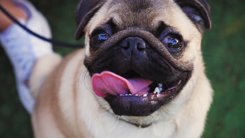 Portrait of cute pug dog. Slow Motion Royalty-Free Stock Footage #28390528