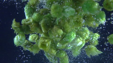 
High quality video of hops falling into water in real 1080p slow motion 250fps