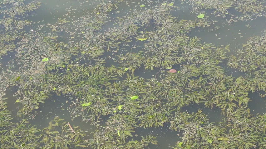 Plants on the water. Water and plant backgorund