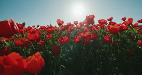 Dolly shot of a field of red poppies in the highlands, spring, Sunny day, slow motion