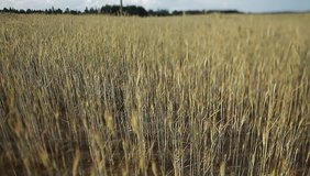 Video  wind swings the ears of wheat in the summer field