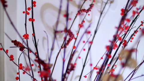 In twilight, on a white background, in wandering rays of light, branches with scarlet berries. Decorative element in flower shop- studio