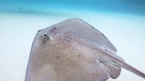 Stingray City, Grand Cayman Island - Stingray swimming in the caribbean sea in slow motion.