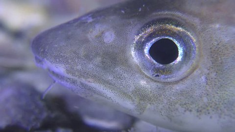 Game-fish: Eye of fish Whiting (Merlangius merlangus), supermacro.