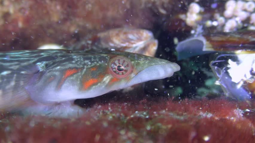 Male sea fish Connemarra clingfish (Lepadogaster candolii) eats something, portrait.
