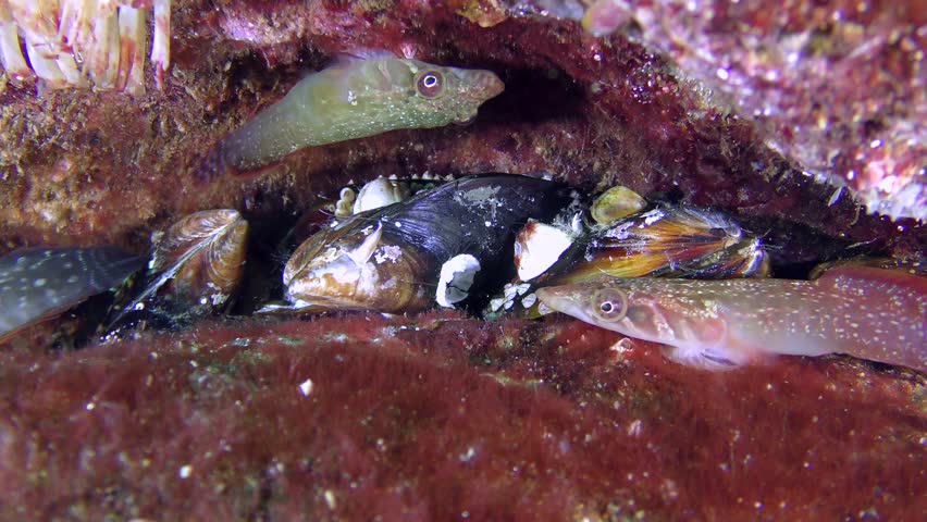 Two females Connemara clingfish (Lepadogaster candolii) come into conflict with each other.
