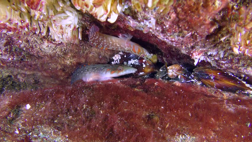 Two male Connemara clingfish (Lepadogaster candolii) follow a parallel course.