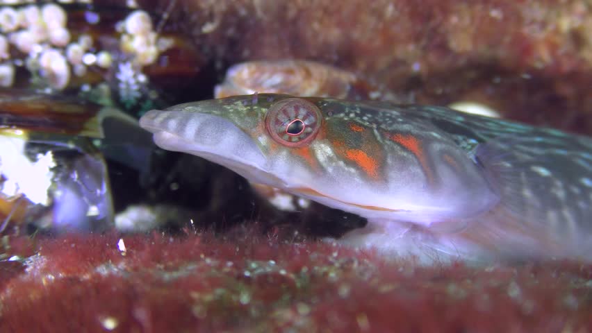 Portrait of one of the most charming sea fish Connemara clingfish (Lepadogaster candolii).