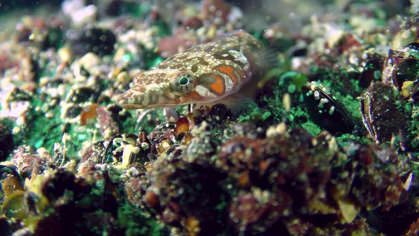 Marine fish Connemara clingfish (Lepadogaster candolii) rotates the eyes examining vicinity, medium shot.
