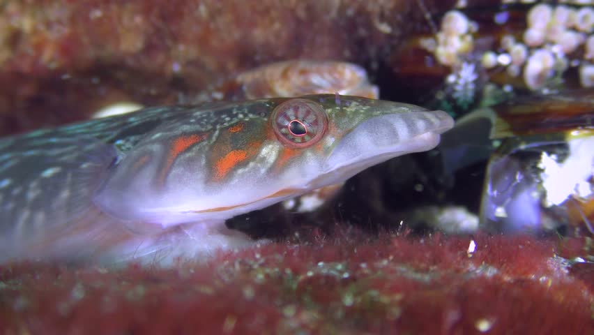 Nice sea fish Connemarra clingfish (Lepadogaster candolii), portrait.