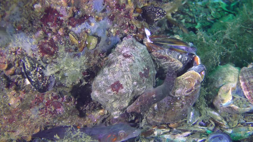 A pair of fish (male and female) Connemarra clingfish (Lepadogaster candolii) among the stones.