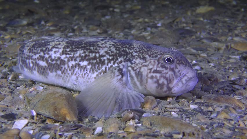Round Goby Fish (neogobius Melanostomus) 스톡 동영상 비디오(100% 로열티 프리) 28400797 | Shutterstock