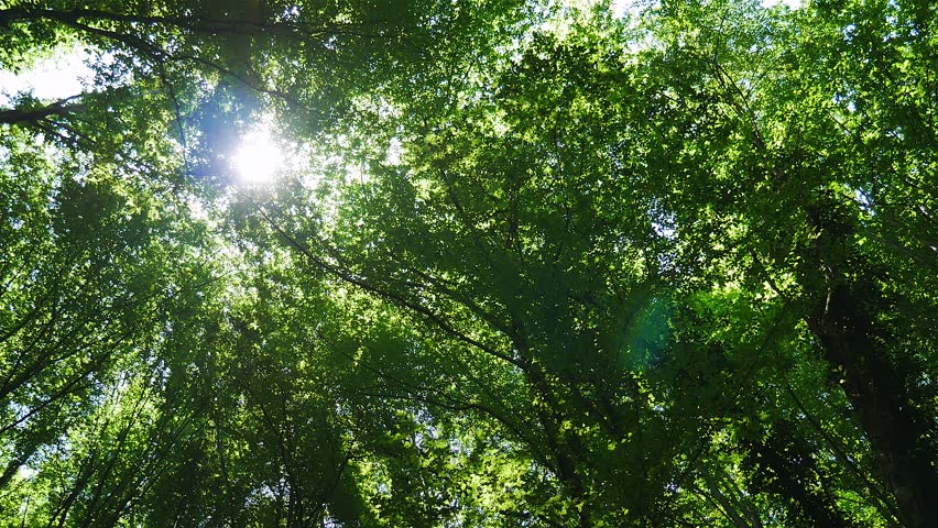 The sun through the trees