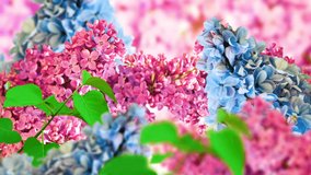 Amazing spring lilac on a flower postcard. Natural background with butterflies.