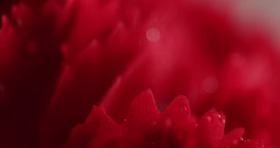 red cornation flowers closeup macro