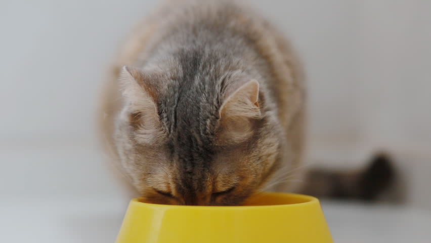 domestic grey cat eating food yellow Stock Footage Video (100% Royalty ...