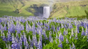 Lovely blooming lupine in sunny field. Gorgeous day and picturesque scene. Location Skogafoss waterfall, Skoga, Iceland, Europe. Unique place on earth. Beauty world. Shooting in HD 1080 video.