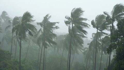 Palm Trees Under Heavy Tropical Rain