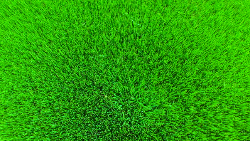 Рисование зеленая травка в первой младшей группе. Трава рисунок. Нарисуй зеленую траву. Цитронелла рисунок. Трава рисунок.