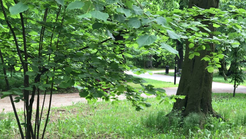 recreation time in the public park in Poland in the city of Wroclaw